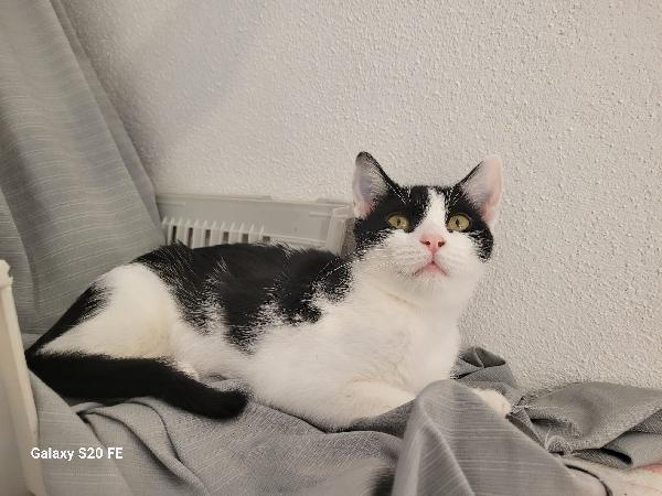 Geltrude micia di 4 mesi  Foto 2
